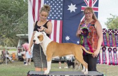 Amstaff OpenShow_4.jpg